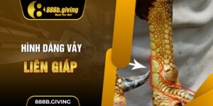 Hình dáng Vảy Liên Giáp